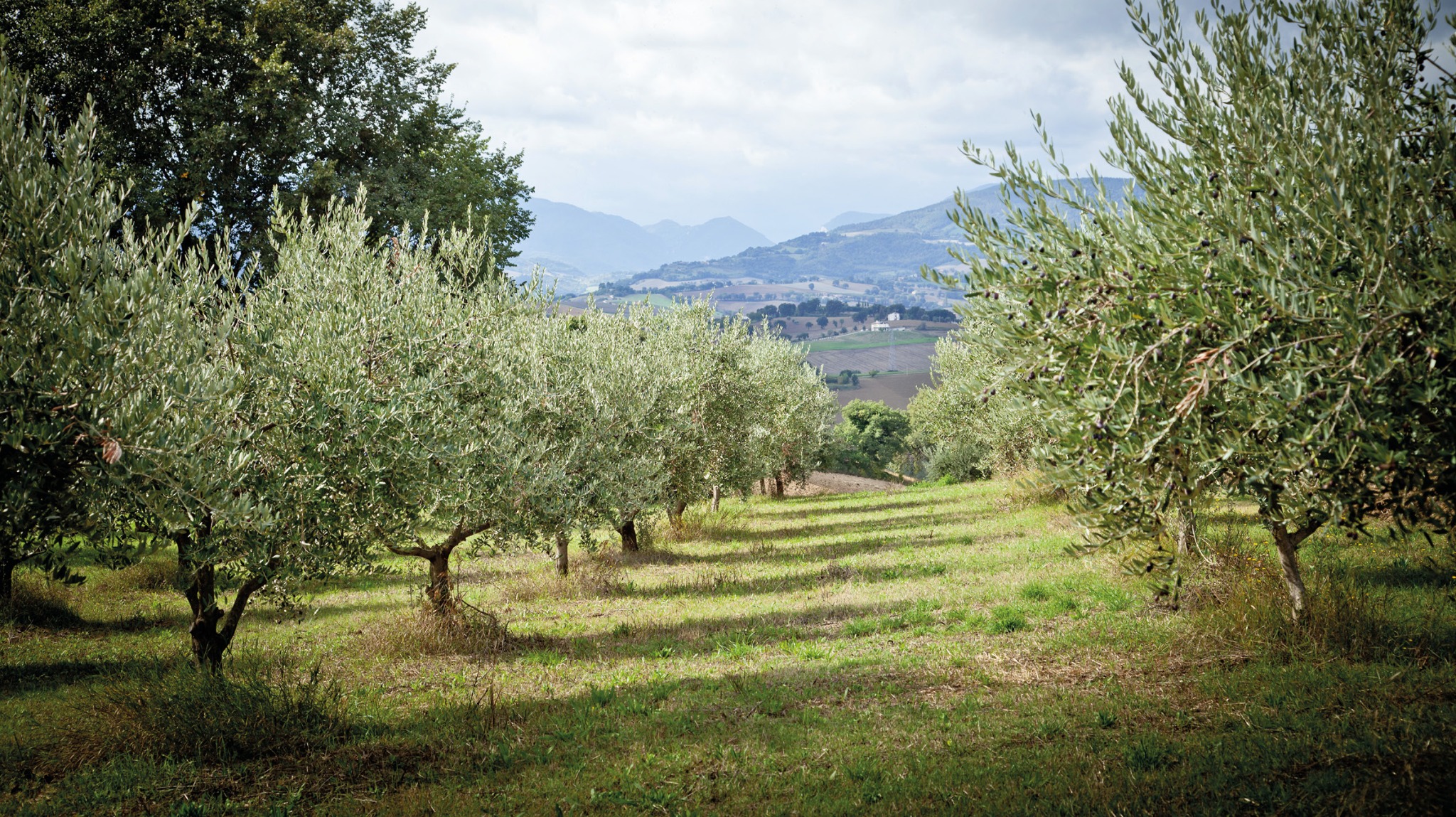 La luce ha riverberi abbaglianti come l’extravergine di Mosconi