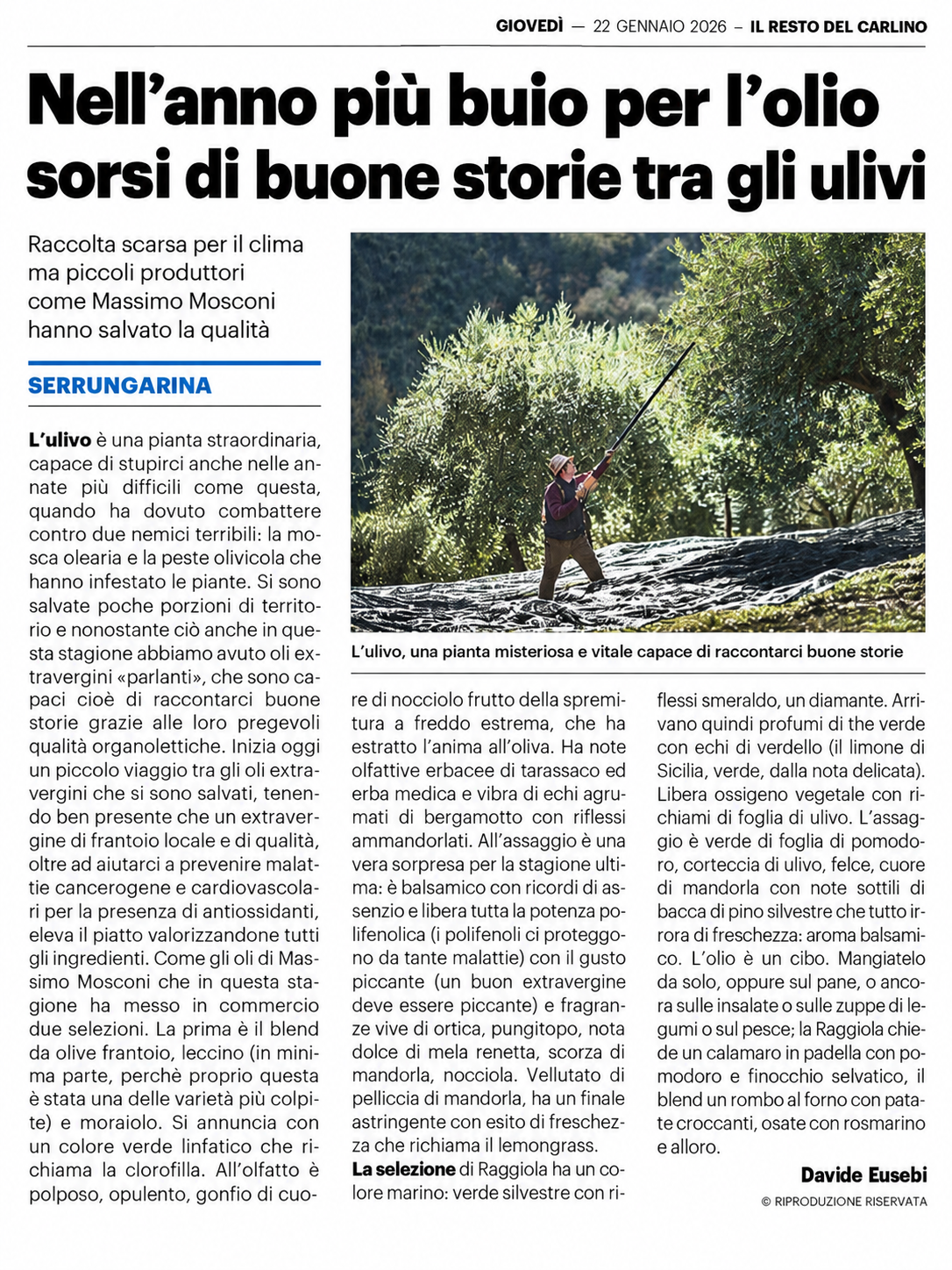Nell’anno più buio per l’olio sorsi di buone storie tra gli ulivi